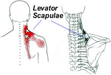Levator Scapulae Muscles