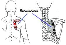 Rhomboid Muscles