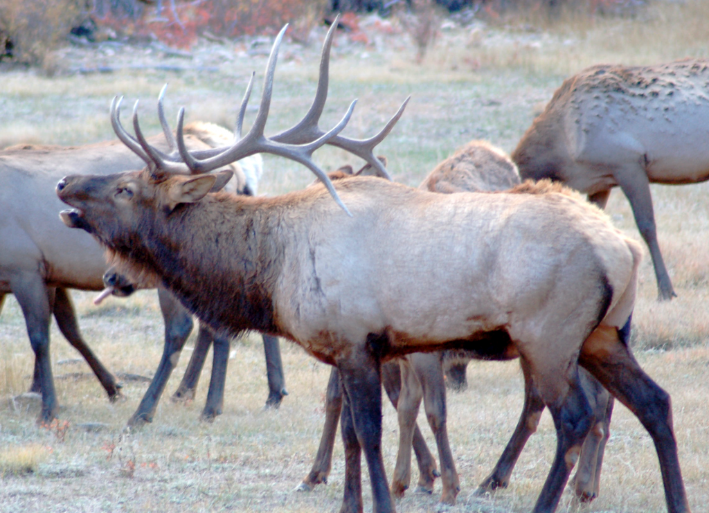 Private Elk Calling Basics Please Register Backcountry Bowhunting